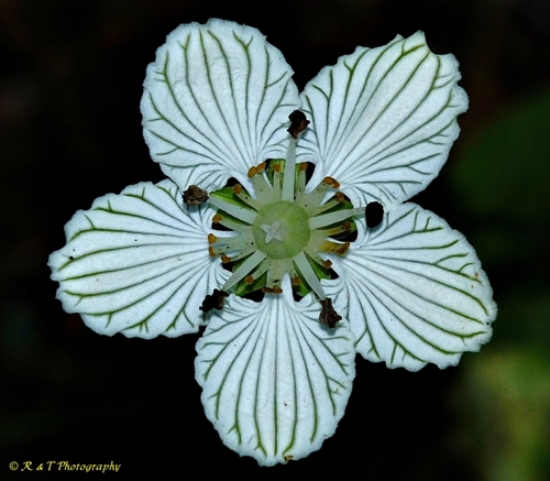 {Parnassia asarifolia}